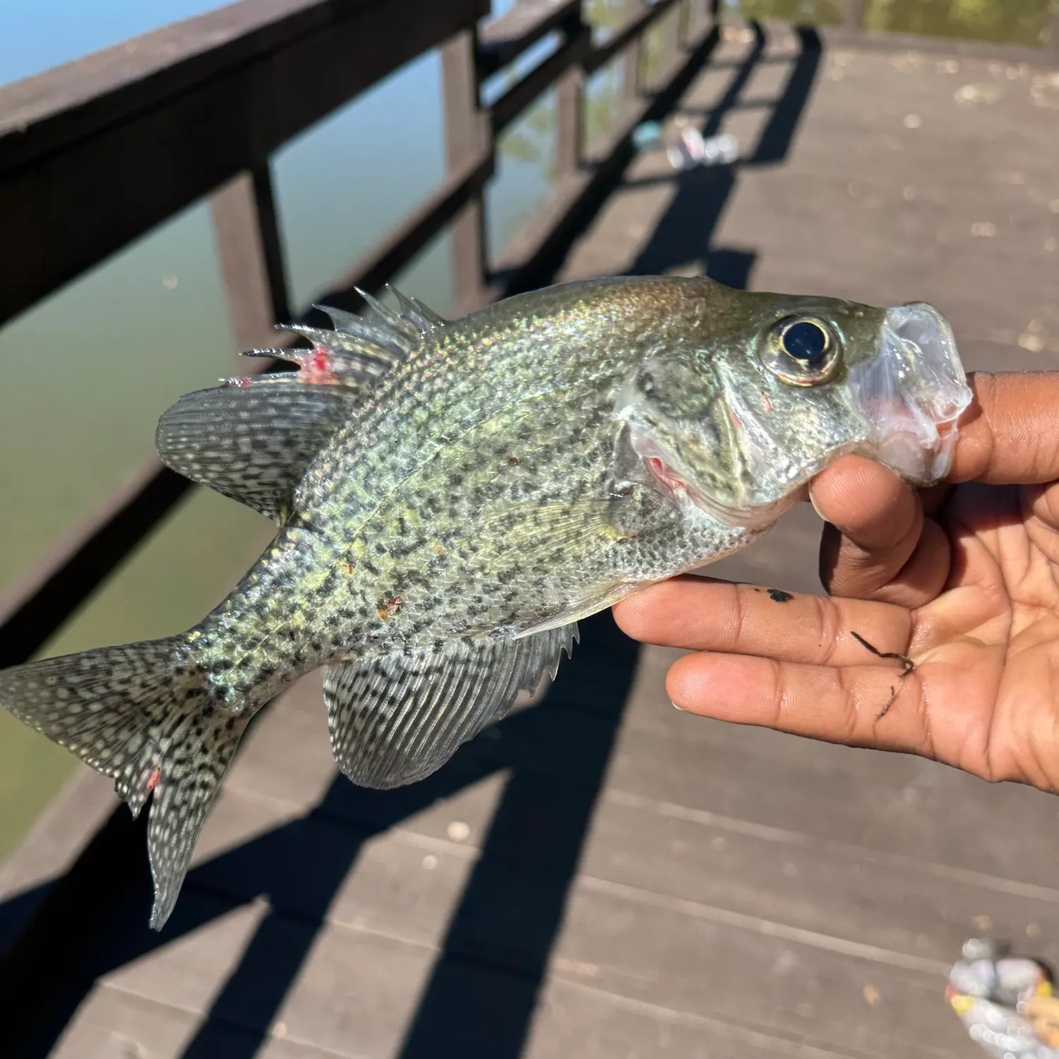 Black crappie caught on Fishbrain