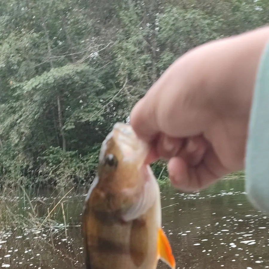 The most recent European perch catches on Fishbrain