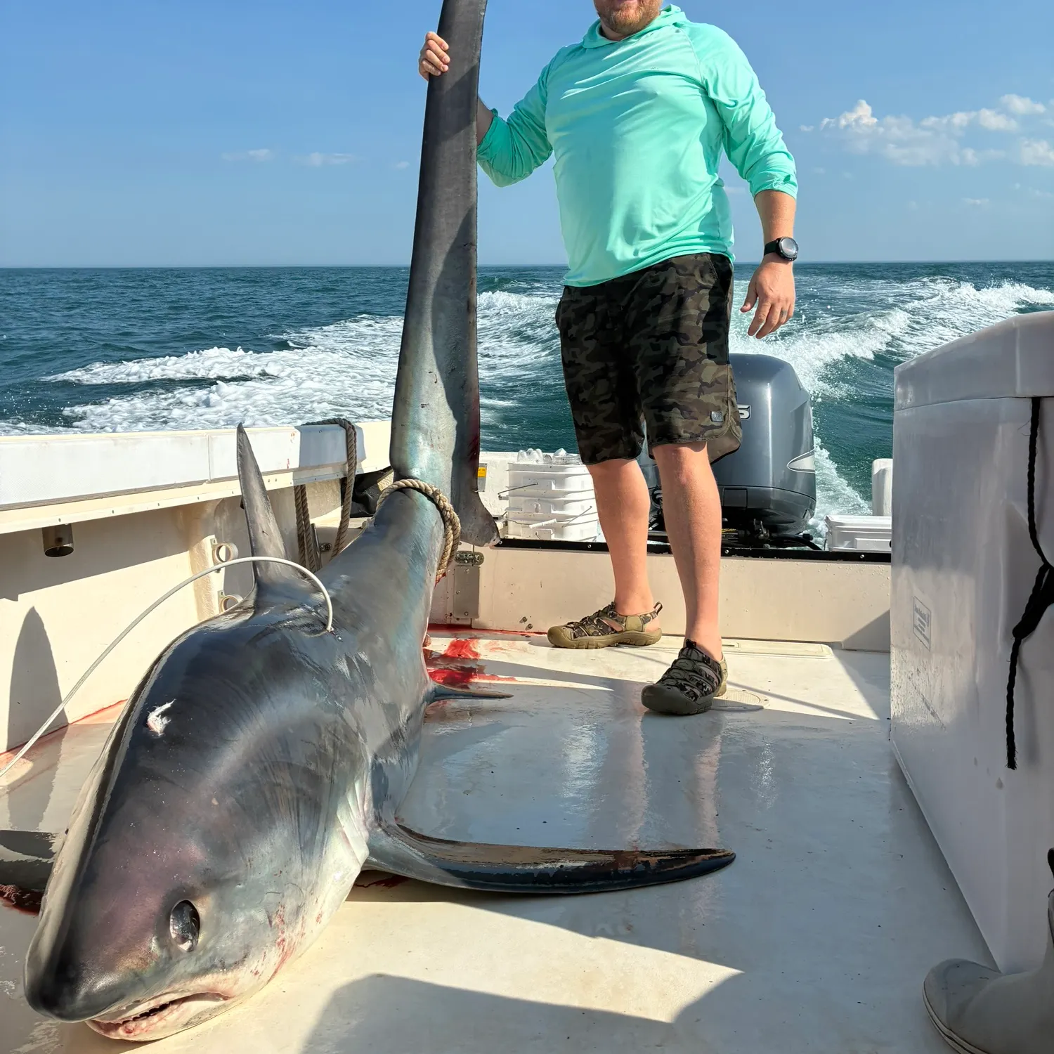 The most recent Common thresher catches on Fishbrain