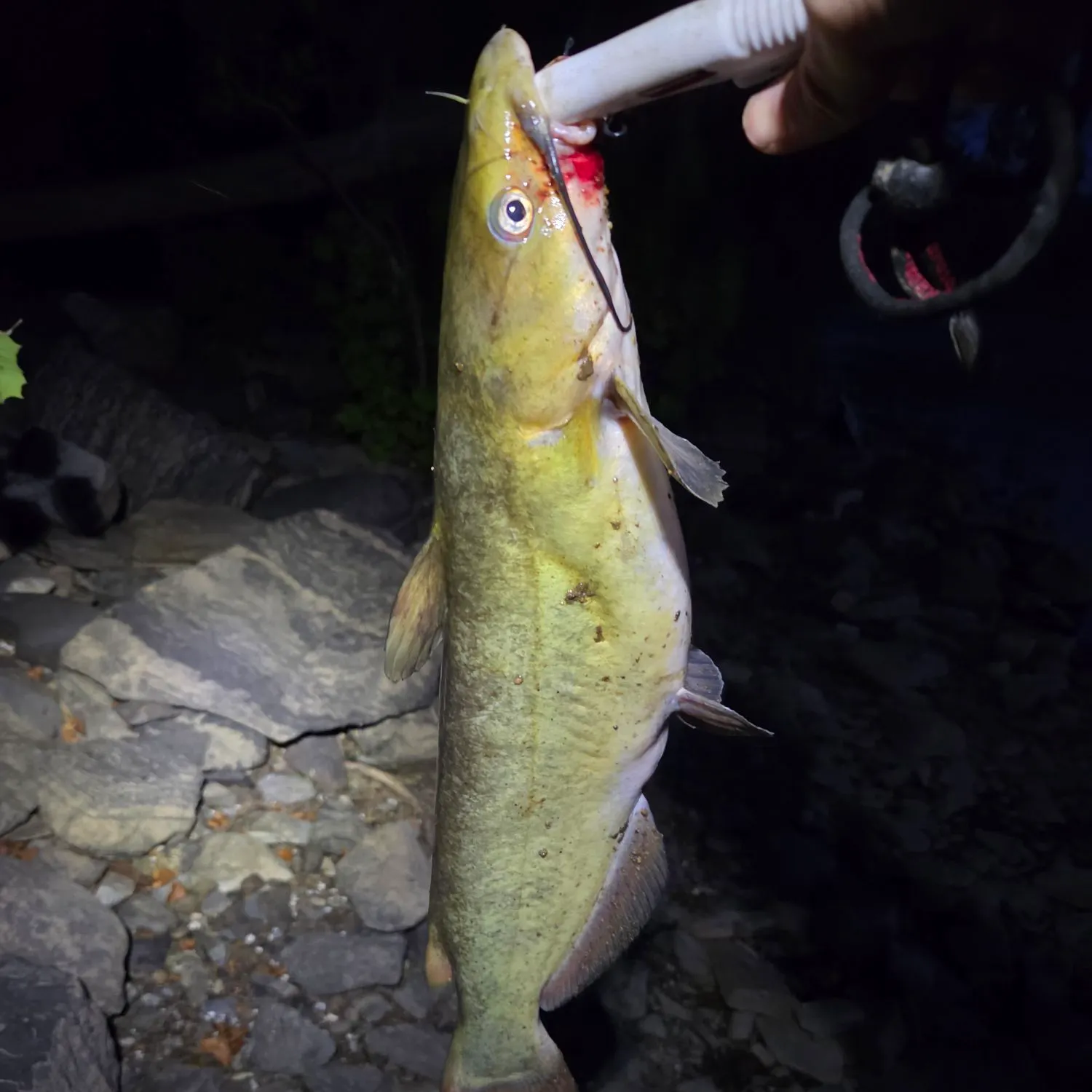 Channel catfish caught on Fishbrain