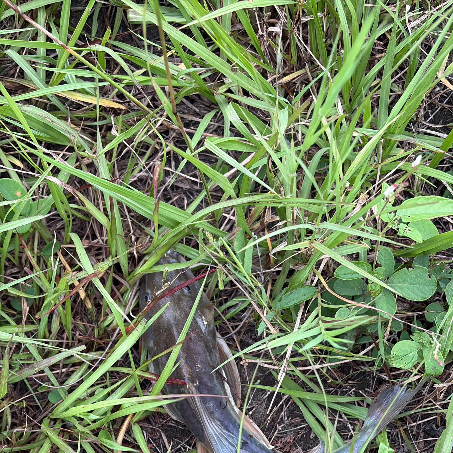 The most recent Boga catches on Fishbrain