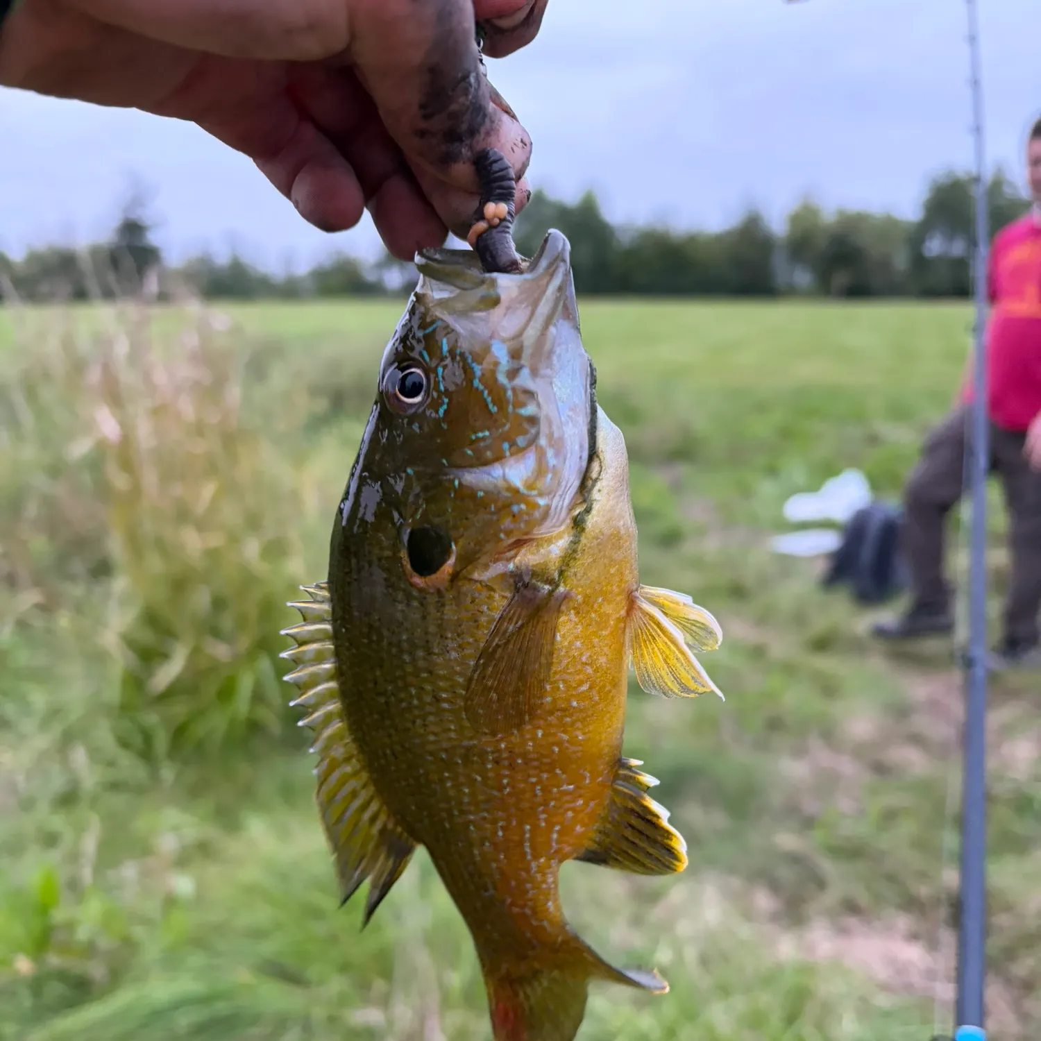 Green sunfish caught on Fishbrain