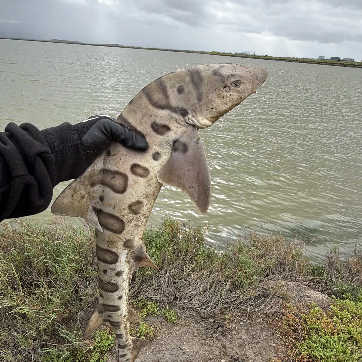 The most recent Leopard shark catches on Fishbrain