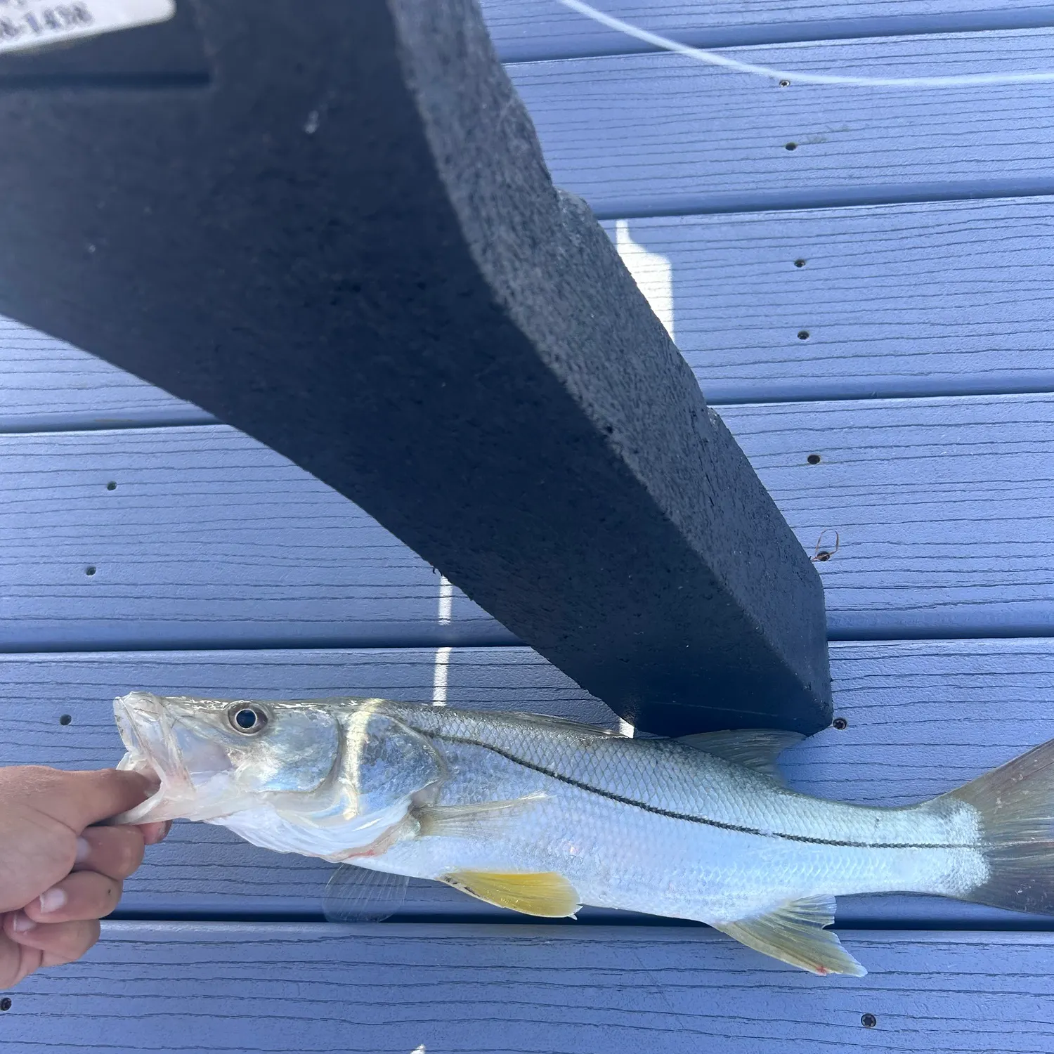 Common snook caught on Fishbrain