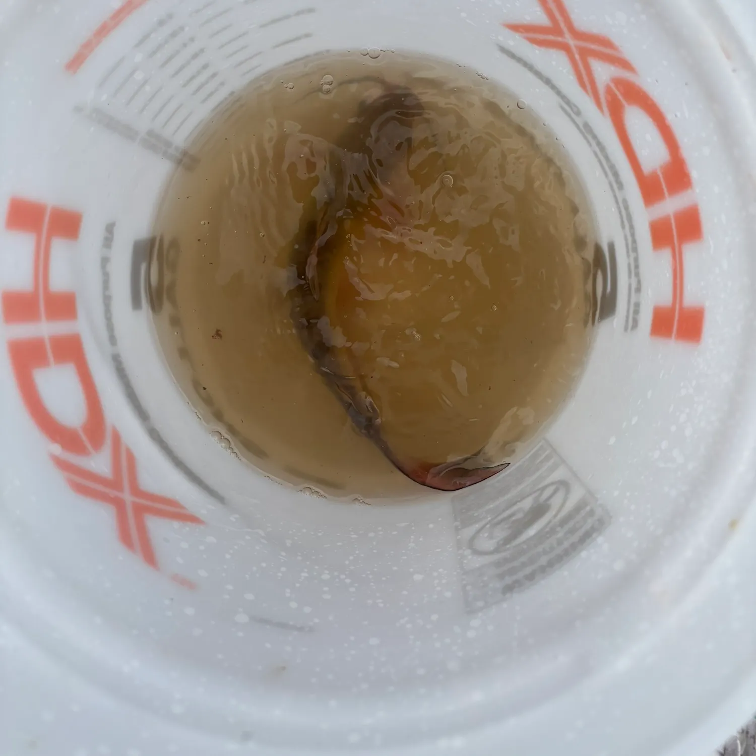 Channel catfish caught on Fishbrain