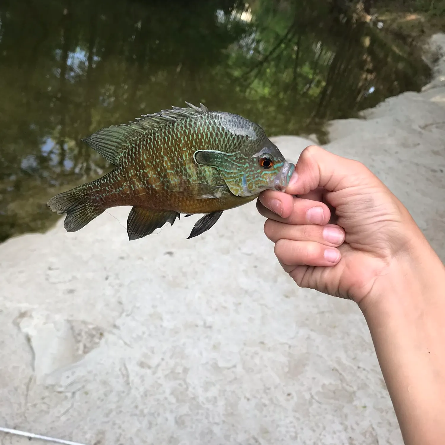 Longear sunfish caught on Fishbrain