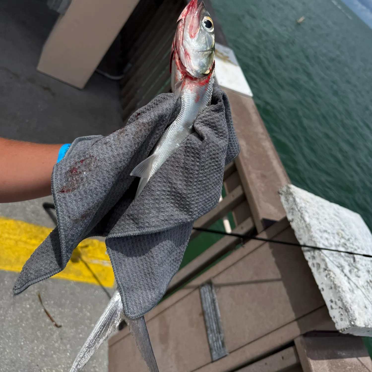 Ladyfish caught on Fishbrain