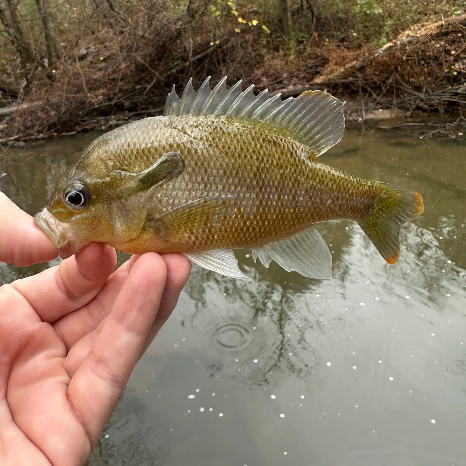 The most recent Redbreast sunfish catches on Fishbrain