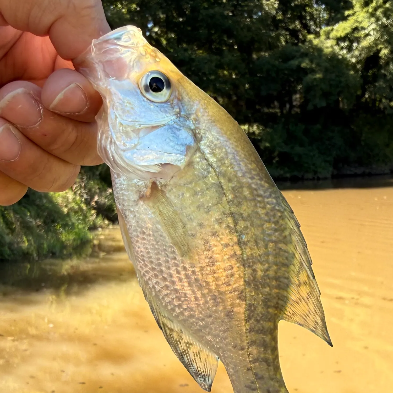White crappie caught on Fishbrain