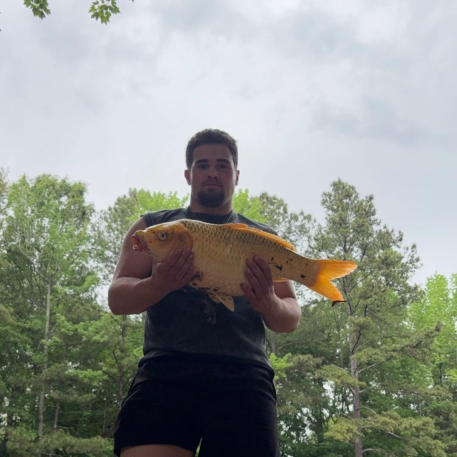 The most recent Koi x common carp catches on Fishbrain