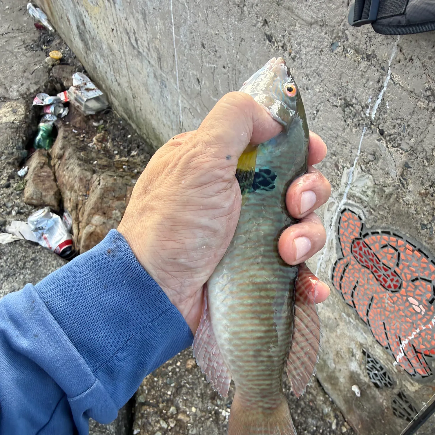 The most recent Rock wrasse catches on Fishbrain