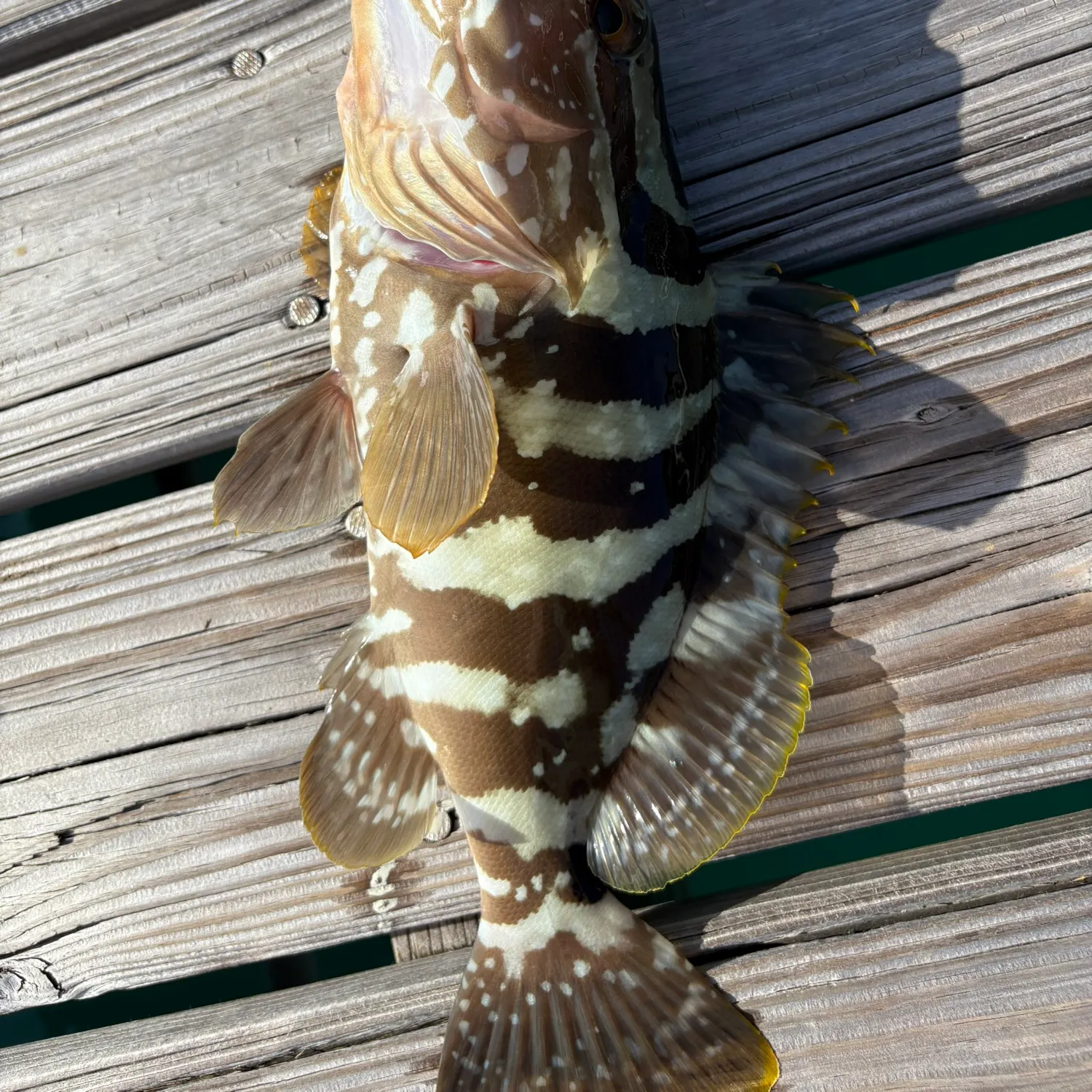 The most recent Nassau grouper catches on Fishbrain