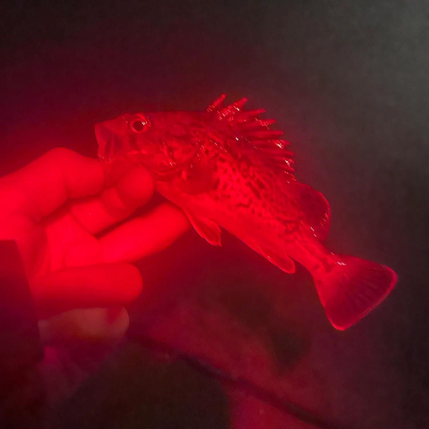 The most recent Japanese white seaperch catches on Fishbrain