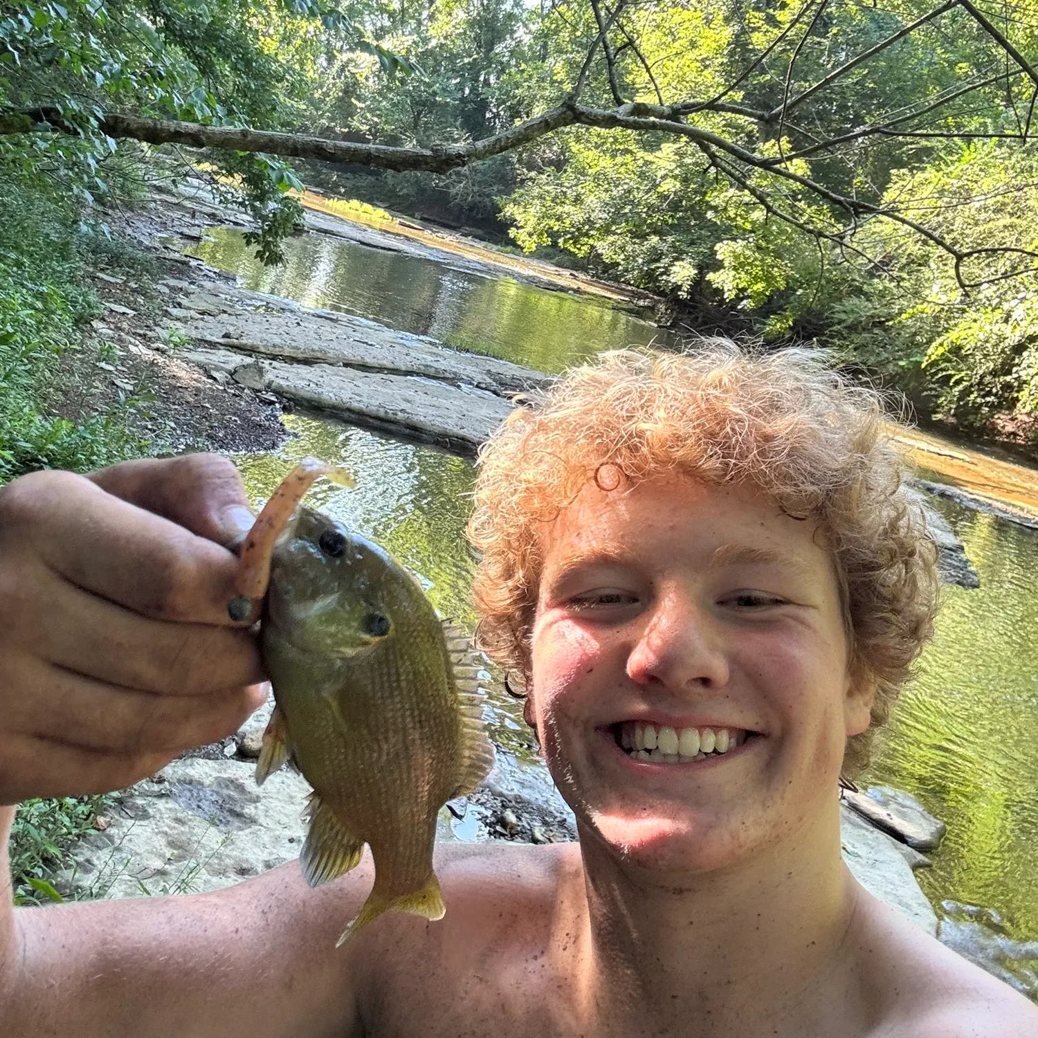 The most recent Green sunfish catches on Fishbrain