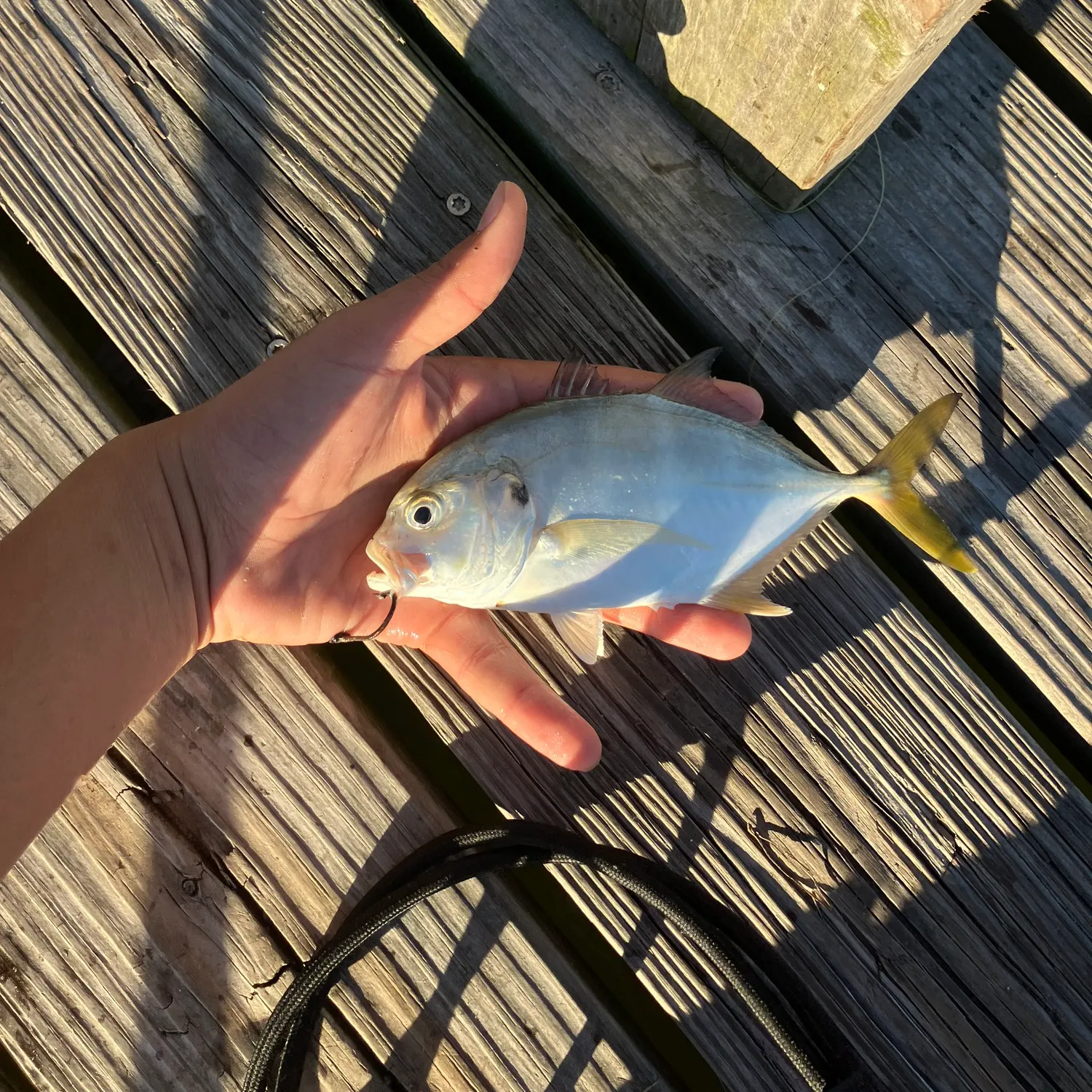 Crevalle jack caught on Fishbrain