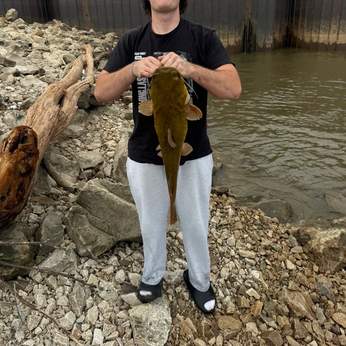 Flathead catfish caught on Fishbrain