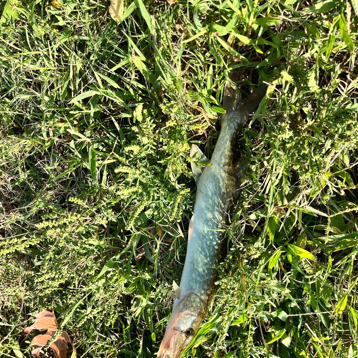Fish caught on Fishbrain