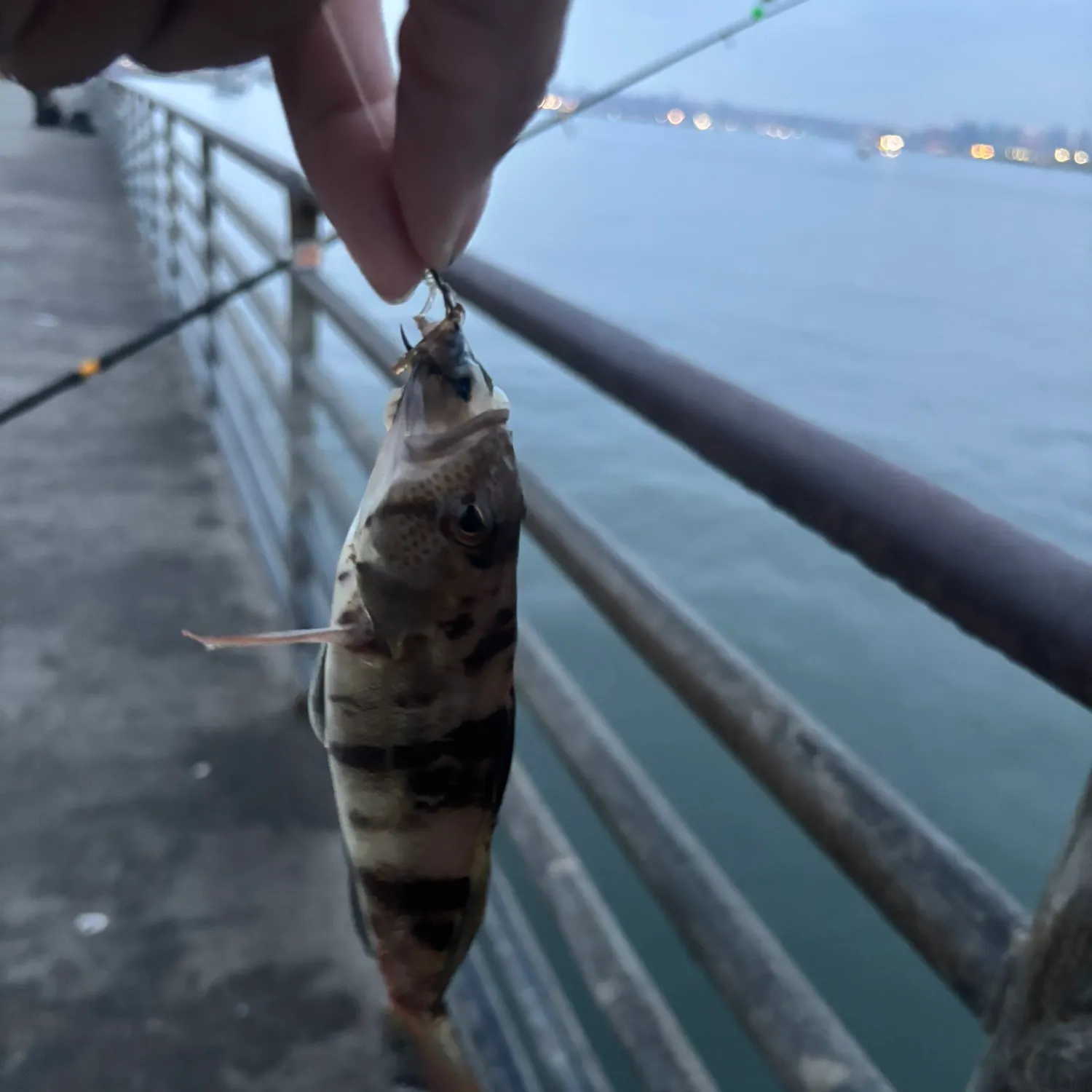 Barred sand bass caught on Fishbrain