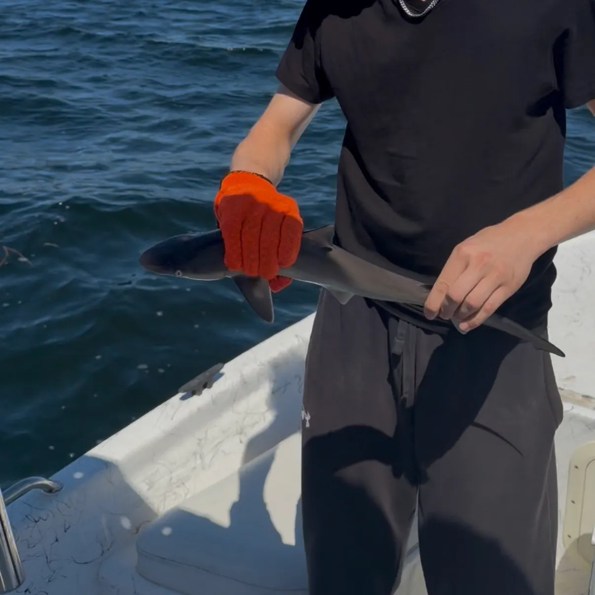 Piked dogfish caught on Fishbrain