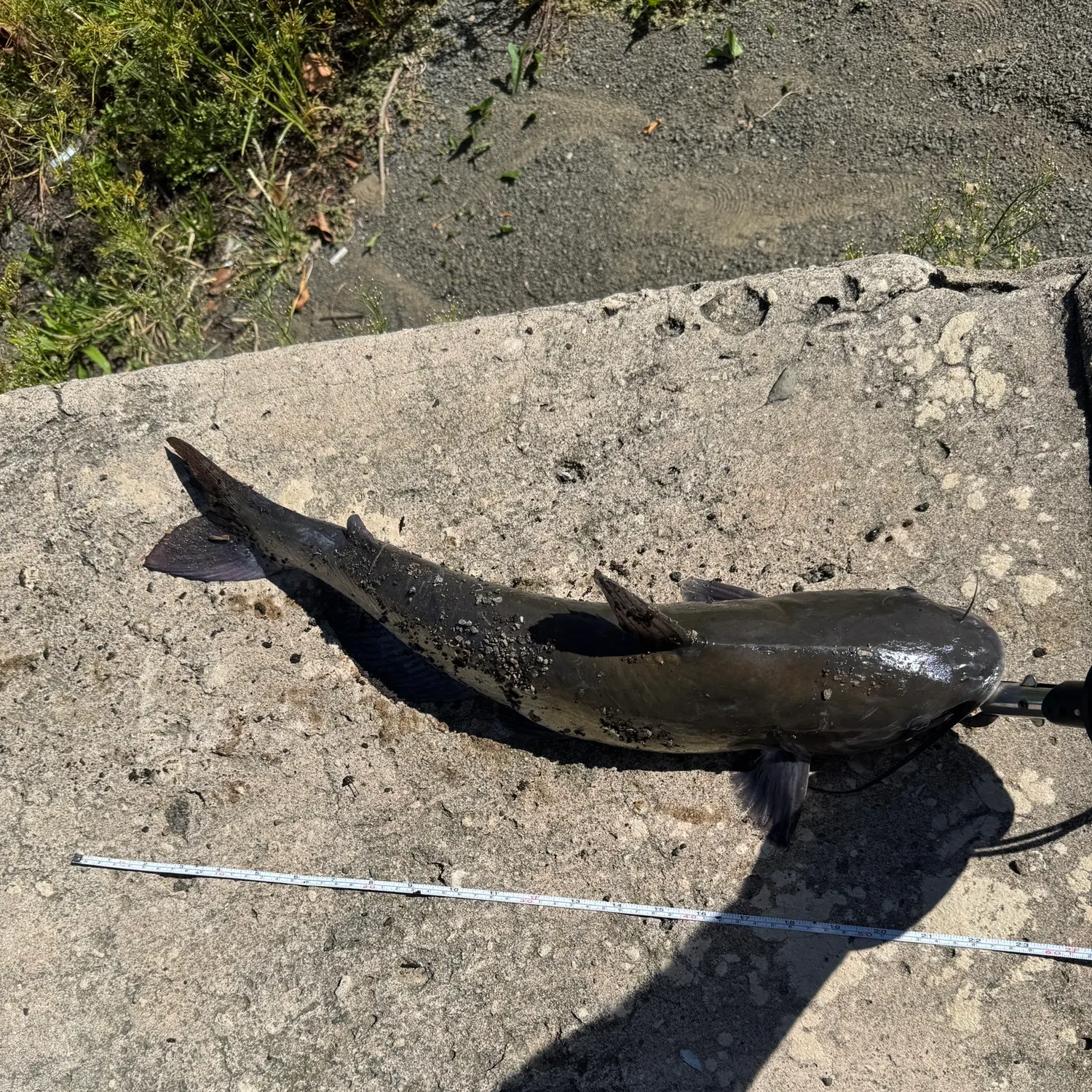 Blue catfish caught on Fishbrain