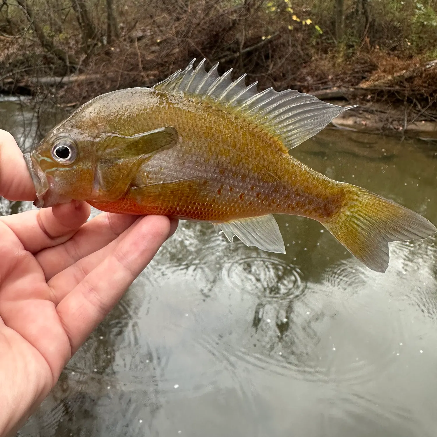 The most recent Redbreast sunfish catches on Fishbrain
