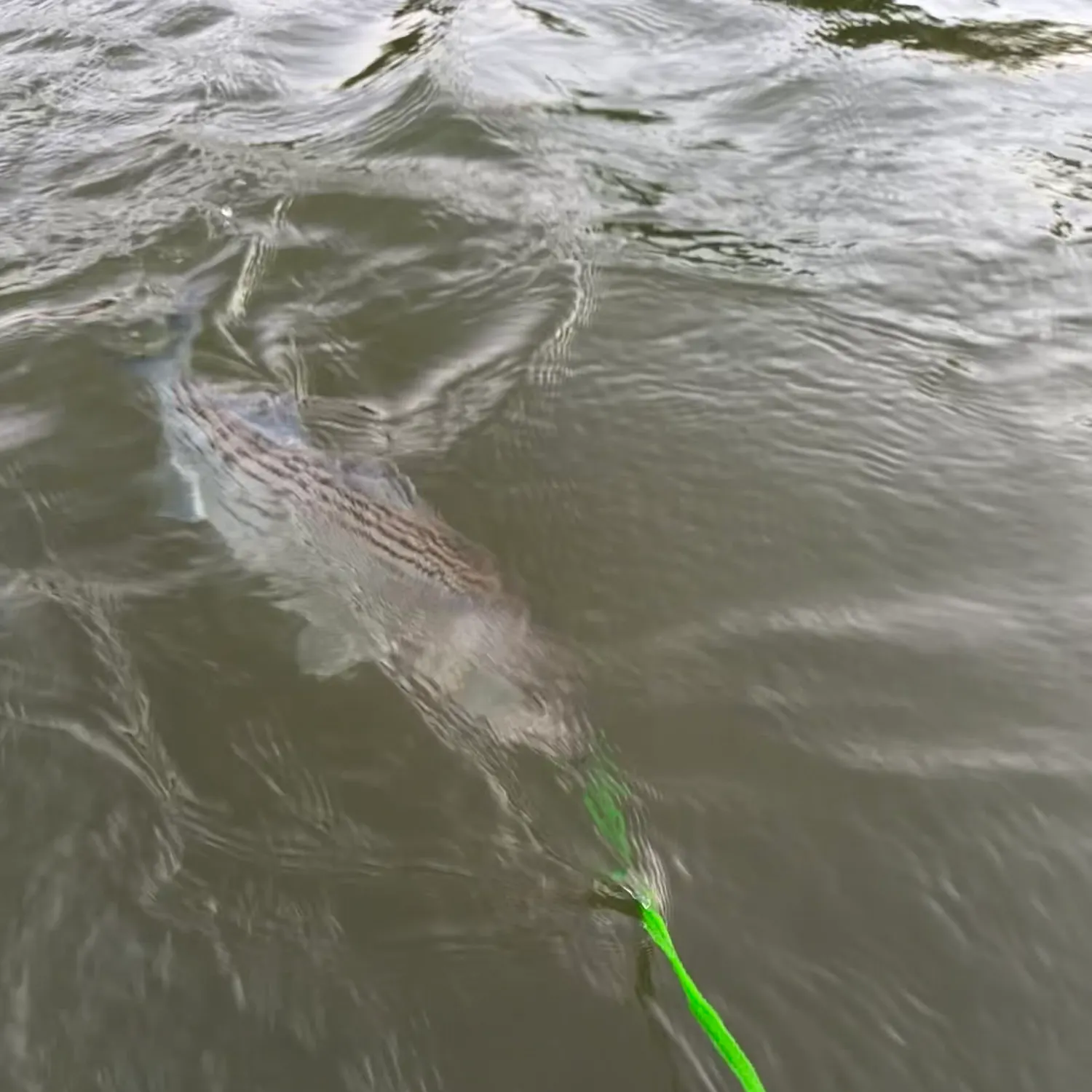 The most recent Striped bass catches on Fishbrain