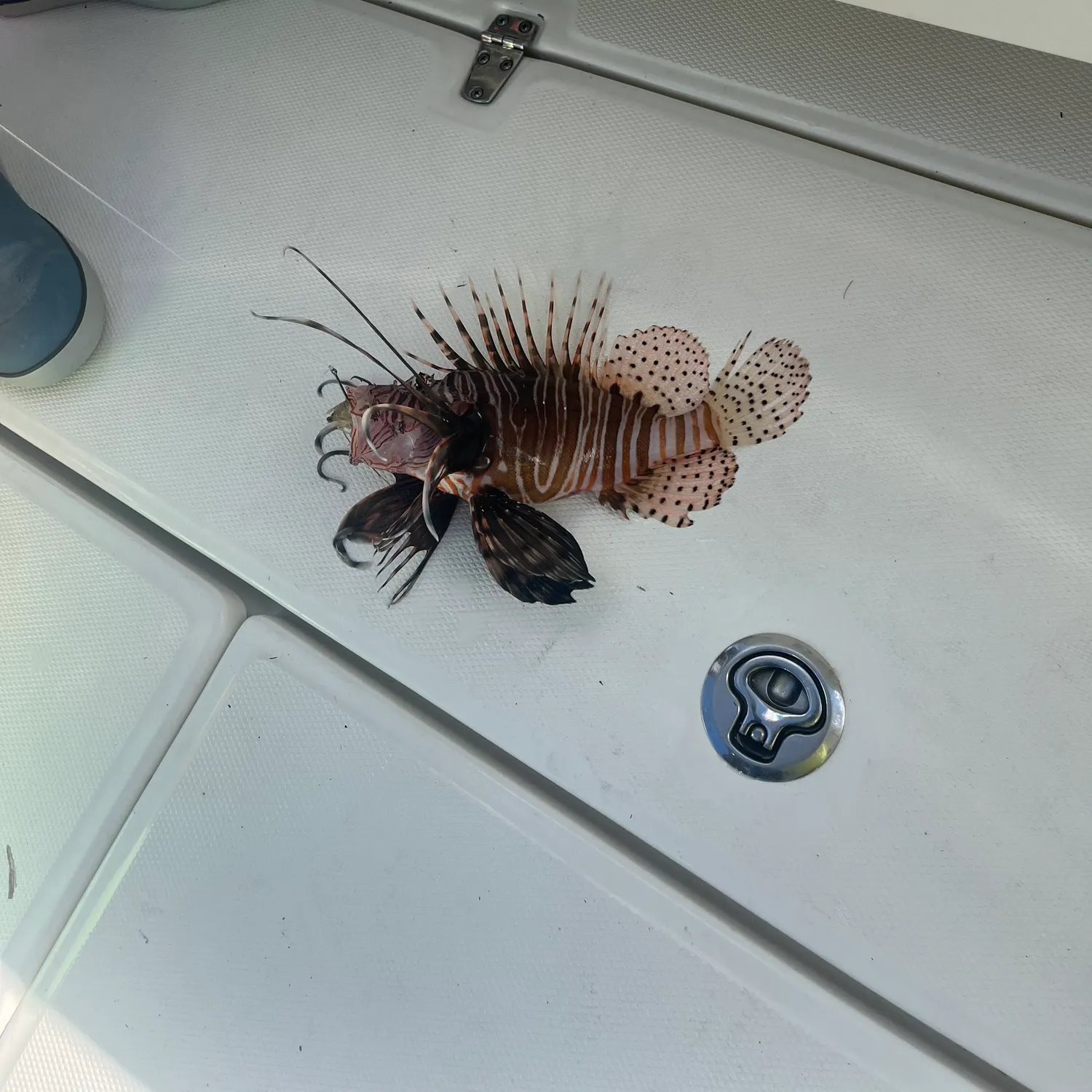 The most recent Red lionfish catches on Fishbrain