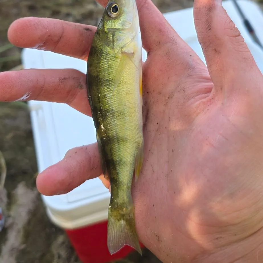 Yellow perch caught on Fishbrain