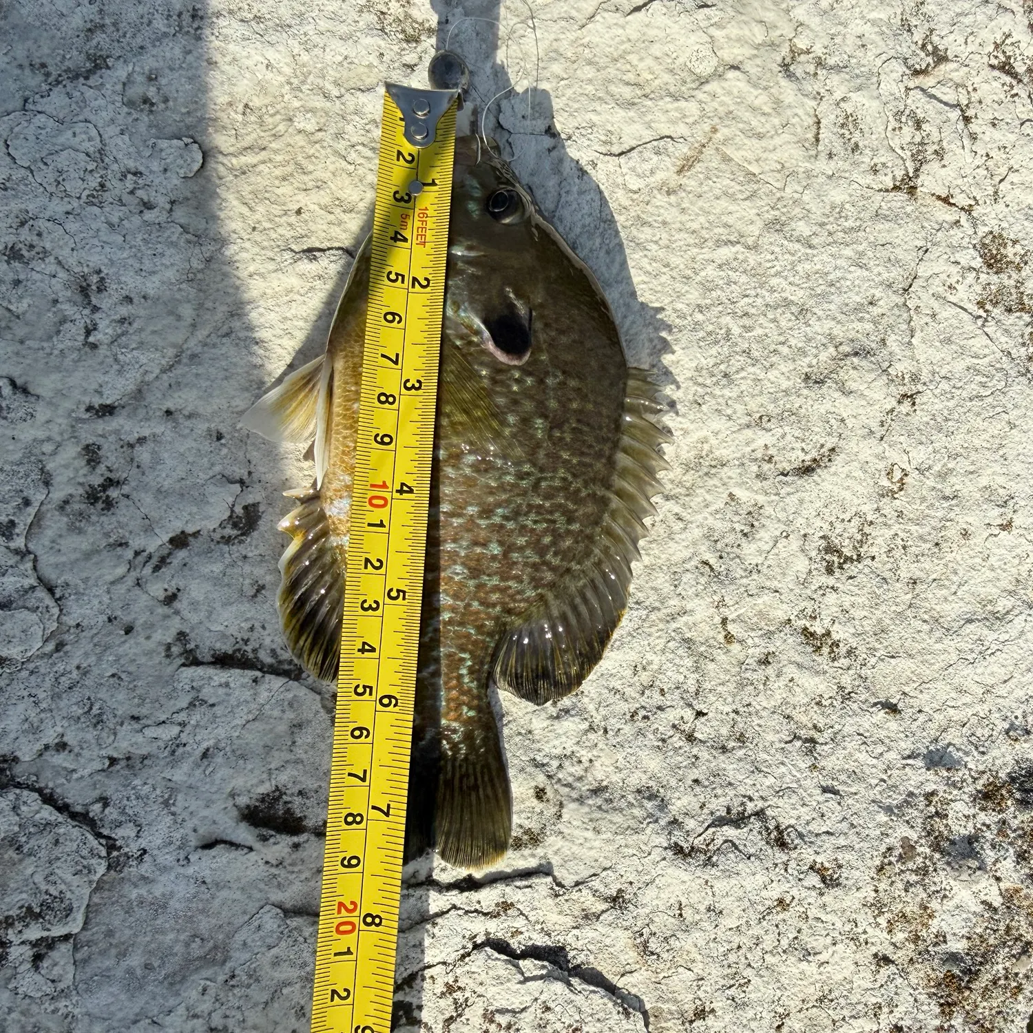 recently logged catches