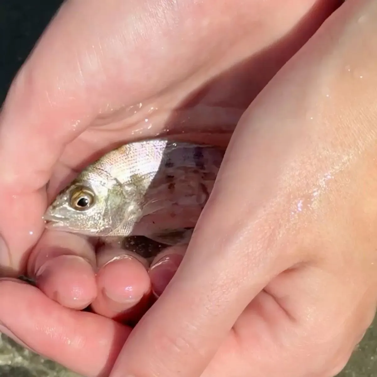 Scup caught on Fishbrain