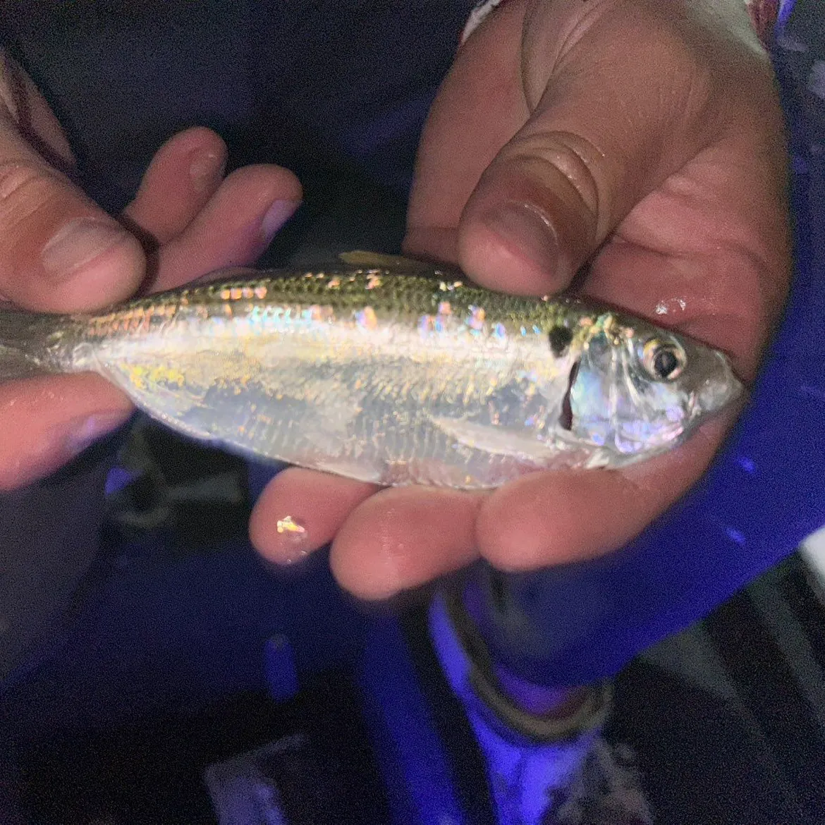 The most recent Gulf menhaden catches on Fishbrain
