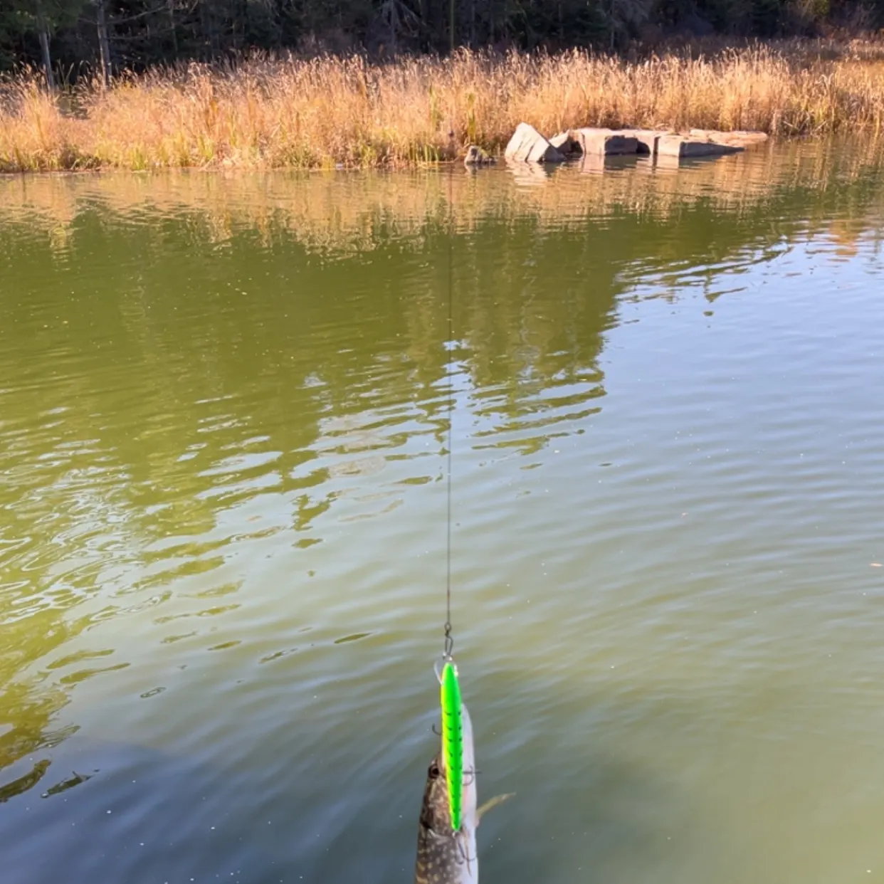 Northern pike caught on Fishbrain