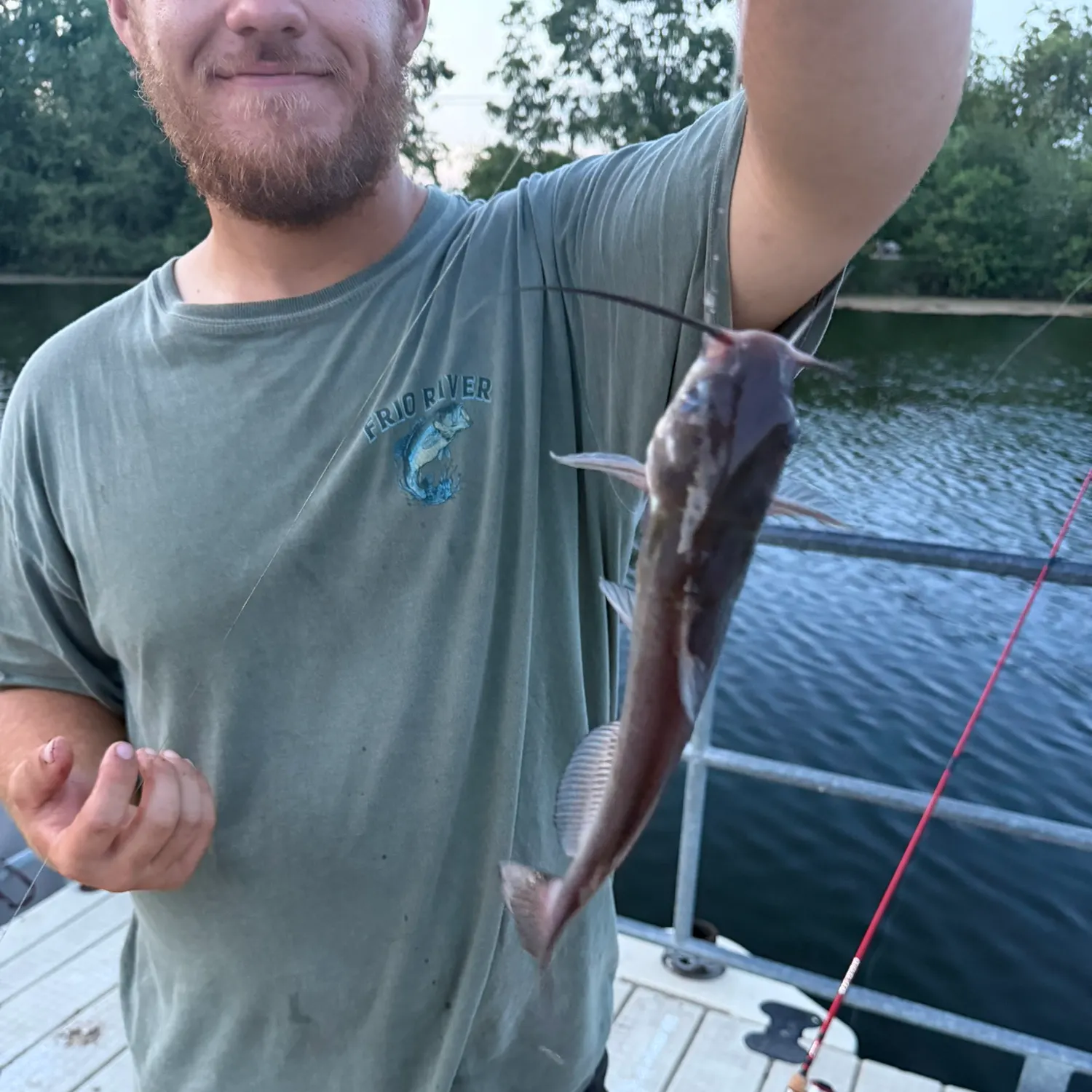 Channel catfish caught on Fishbrain
