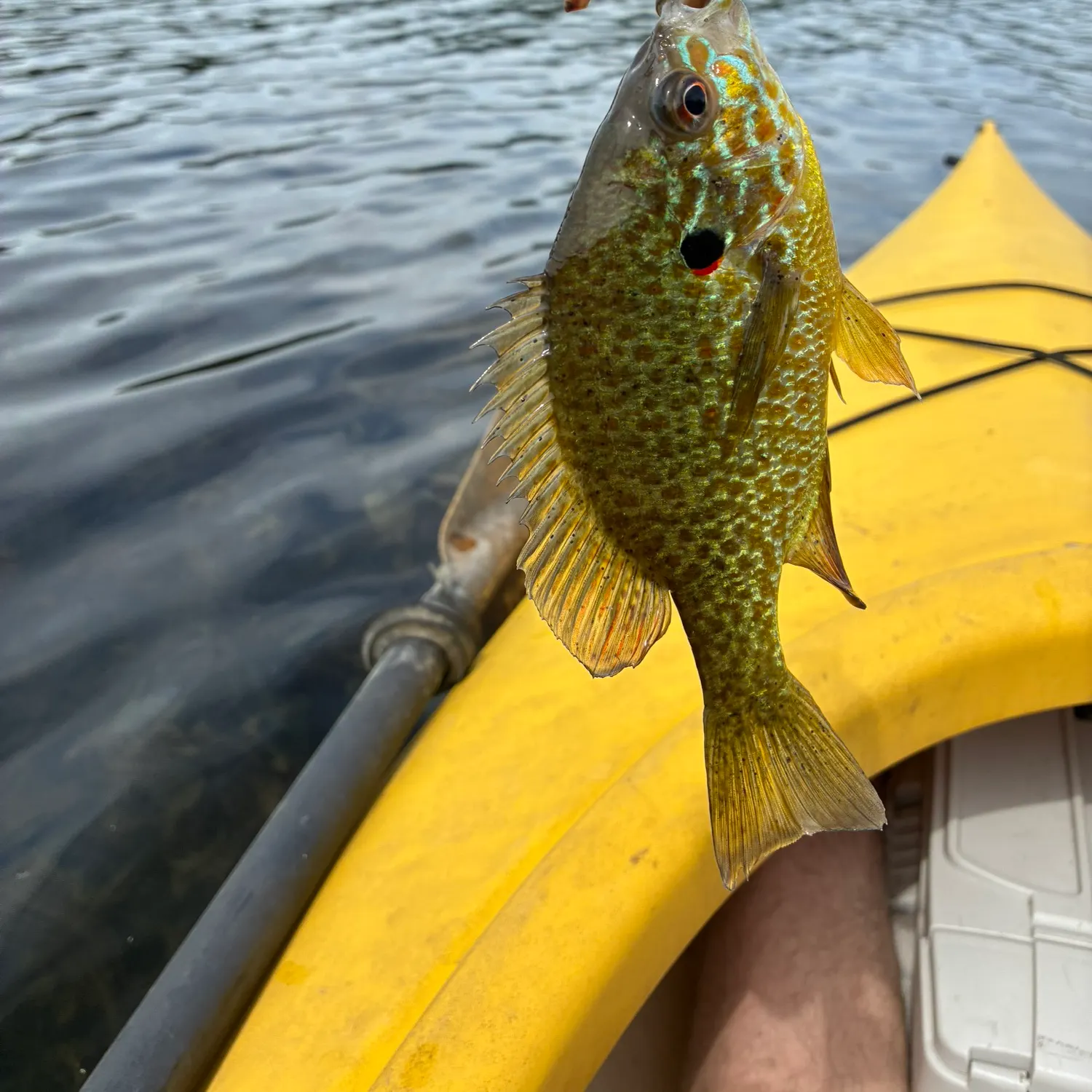 Pumpkinseed caught on Fishbrain