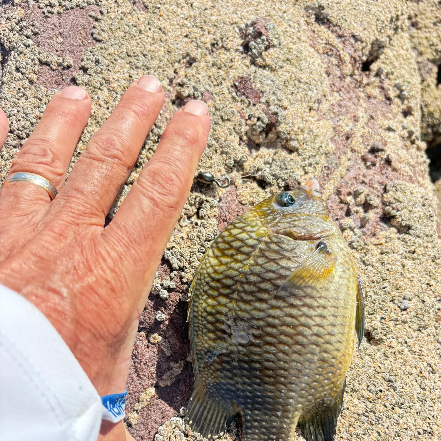 The most recent Mexican night sergeant catches on Fishbrain