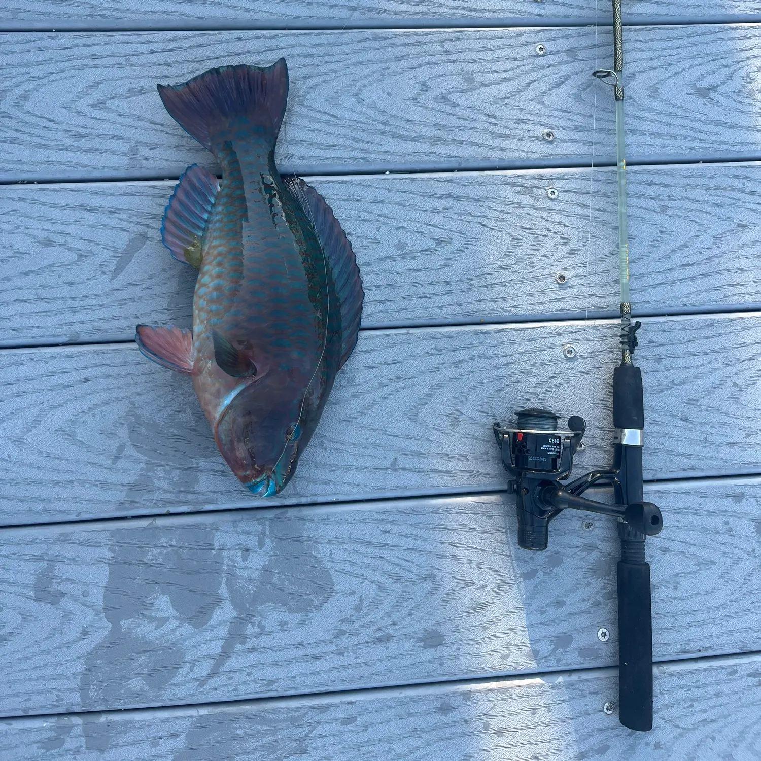 The most recent Rainbow parrotfish catches on Fishbrain
