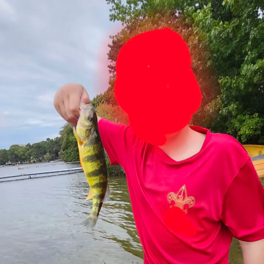 Yellow perch caught on Fishbrain