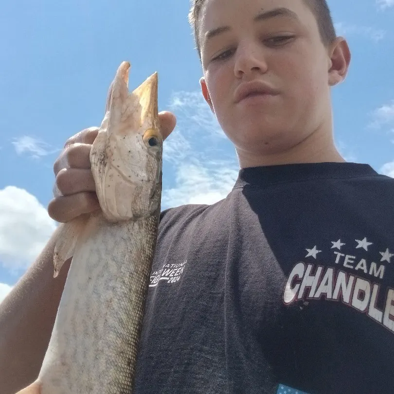 Northern pike caught on Fishbrain