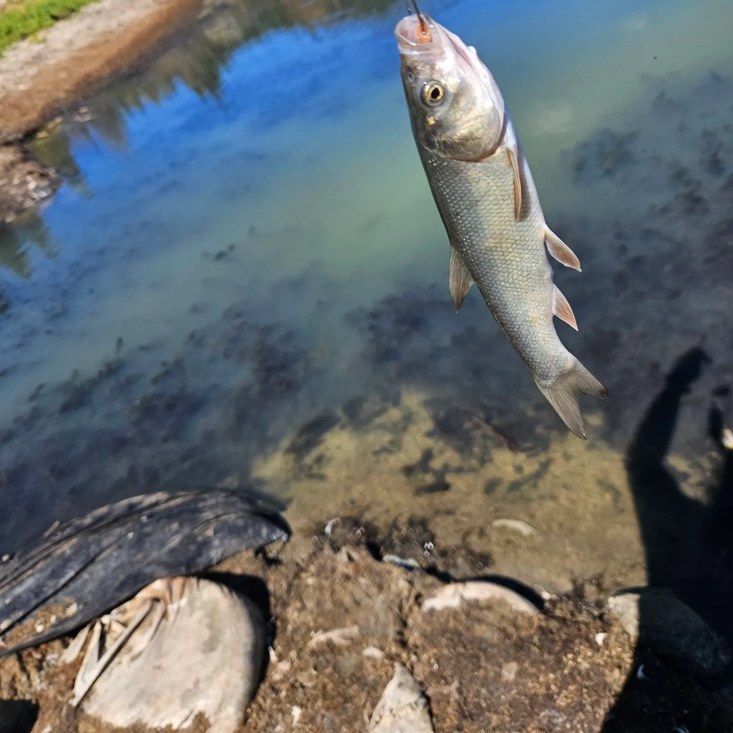 The most recent Tui chub catches on Fishbrain