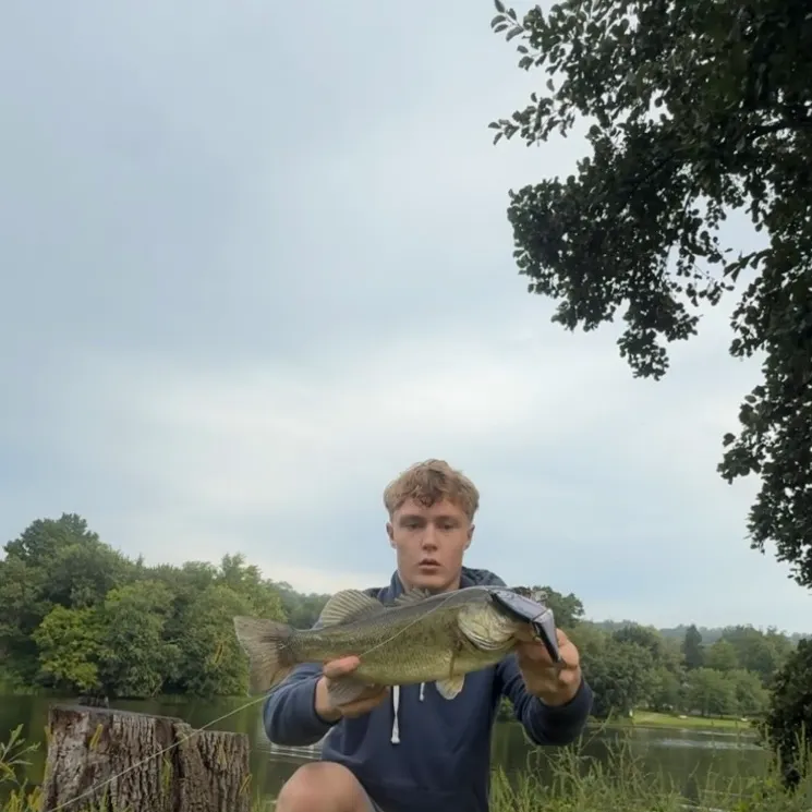 Largemouth bass caught on Fishbrain