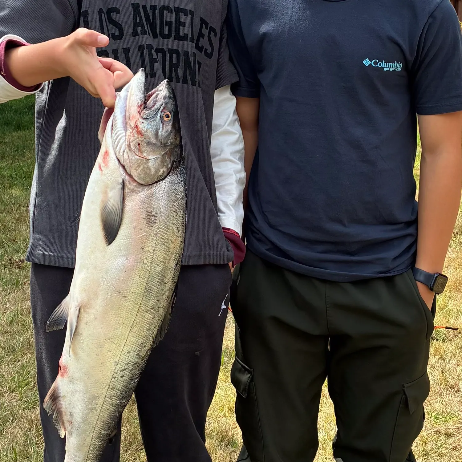 Chinook salmon caught on Fishbrain