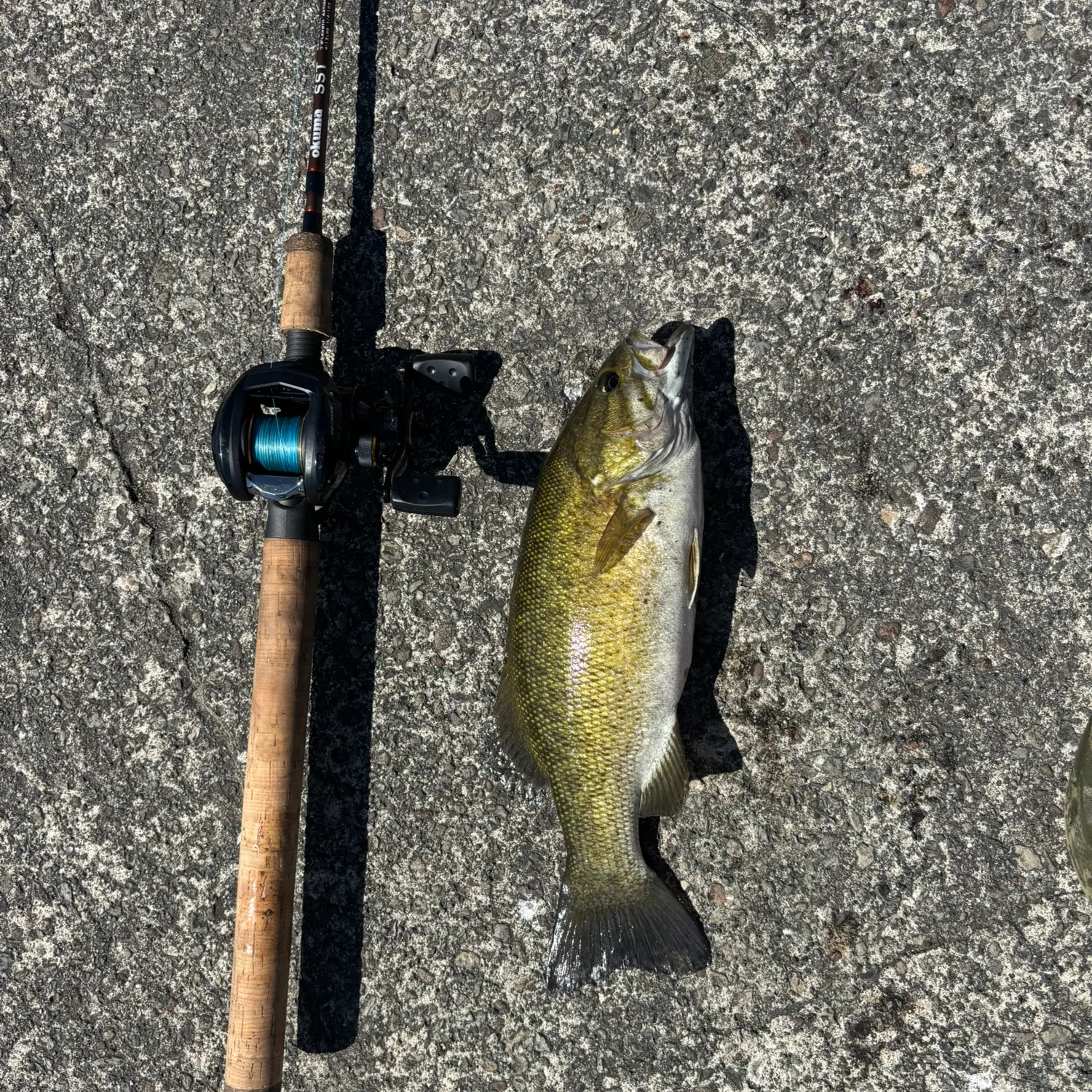 Smallmouth bass caught on Fishbrain