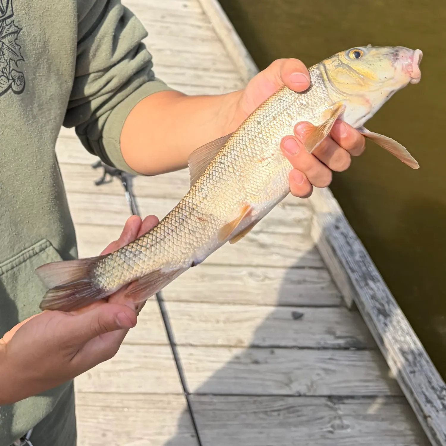 The most recent Longnose sucker catches on Fishbrain
