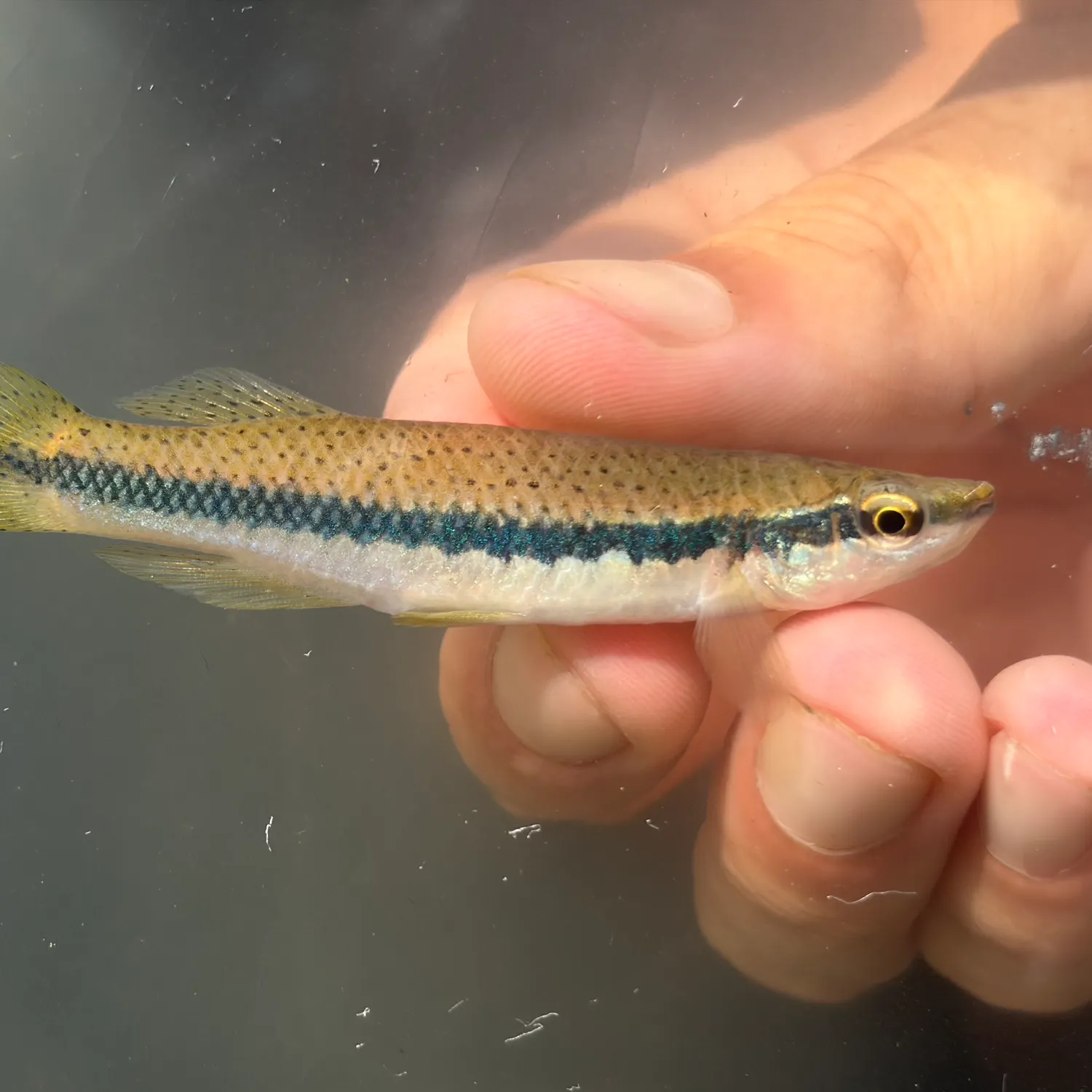 The most recent Blackspotted topminnow catches on Fishbrain