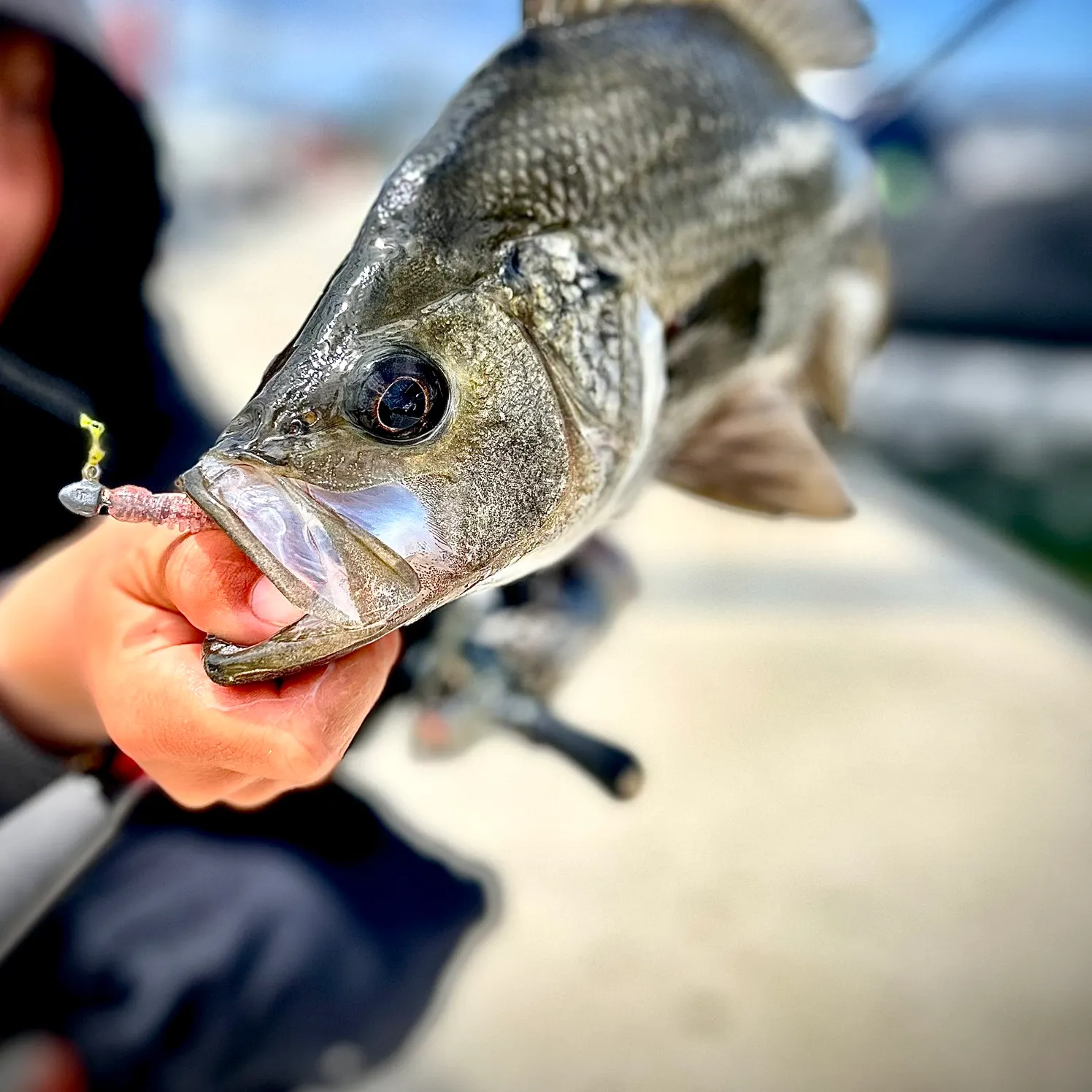 The most recent Estuary perch catches on Fishbrain
