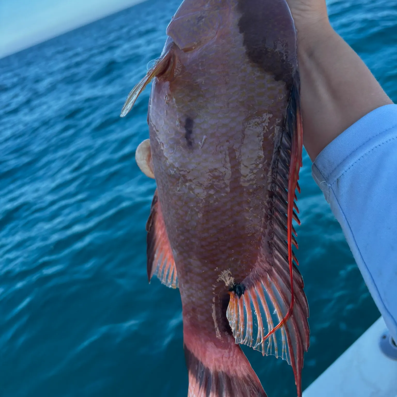 The most recent Hogfish catches on Fishbrain