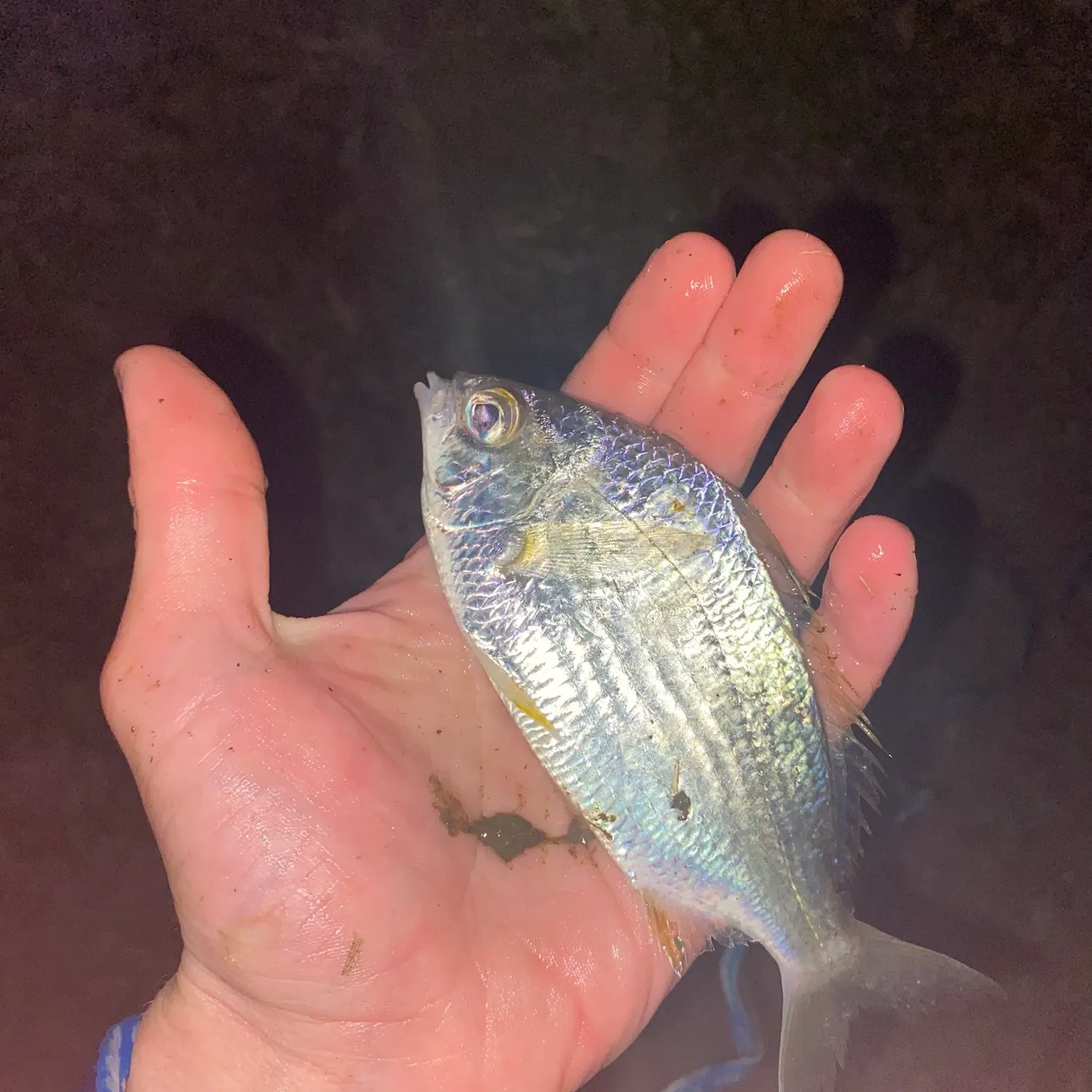 The most recent Common silver belly catches on Fishbrain