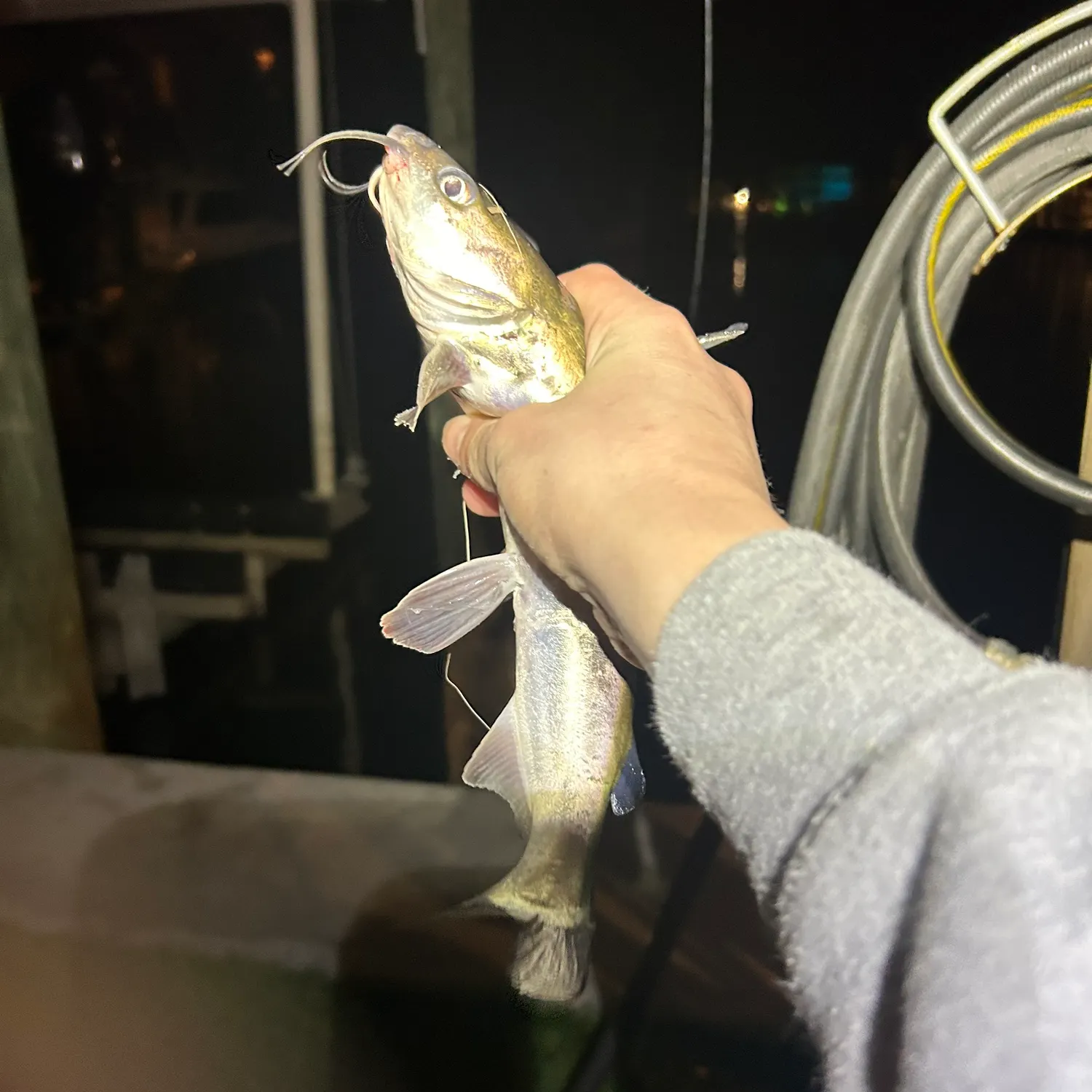 The most recent Hardhead sea catfish catches on Fishbrain