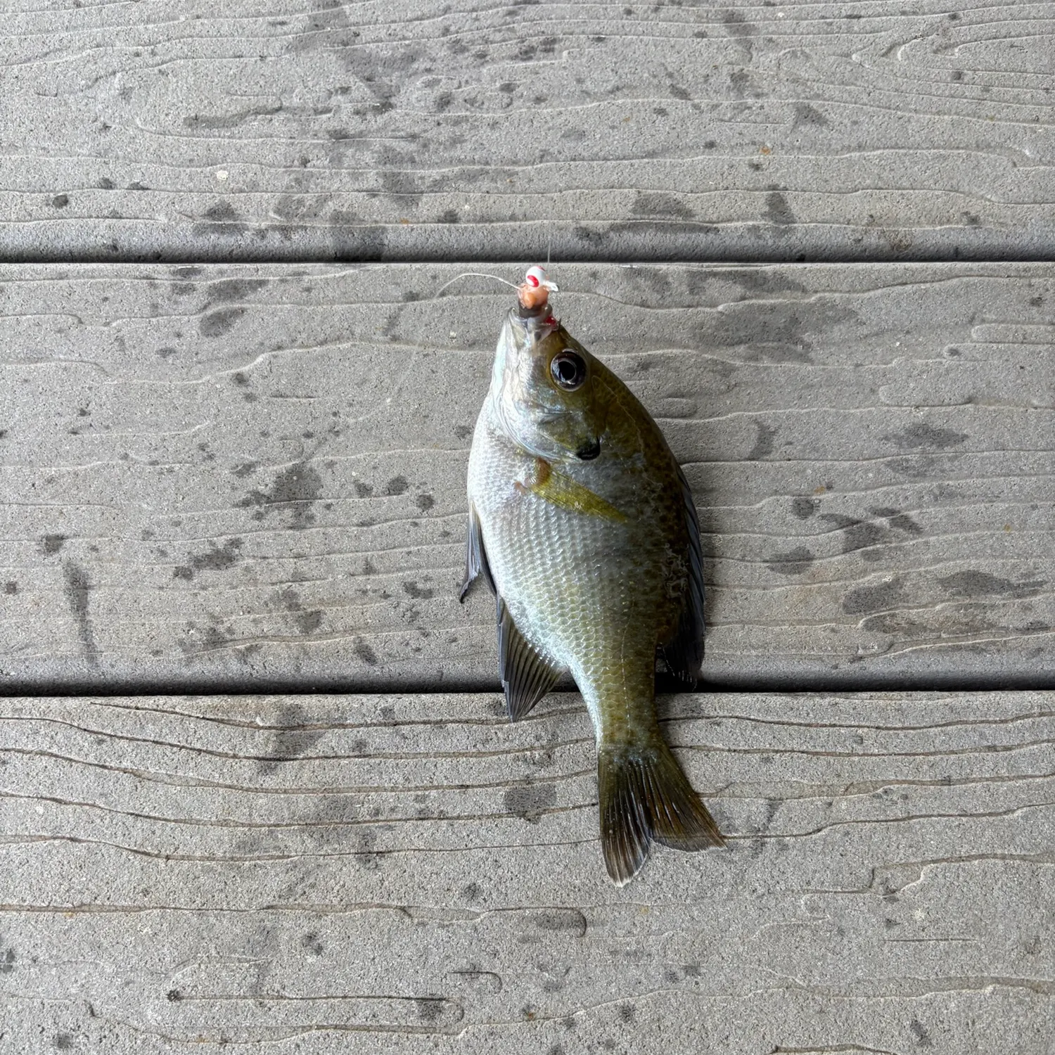Bluegill caught on Fishbrain
