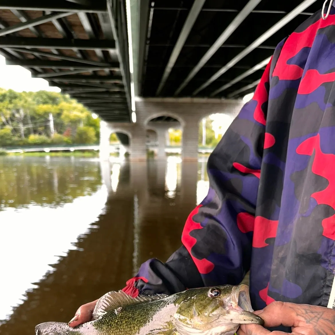 Smallmouth bass caught on Fishbrain
